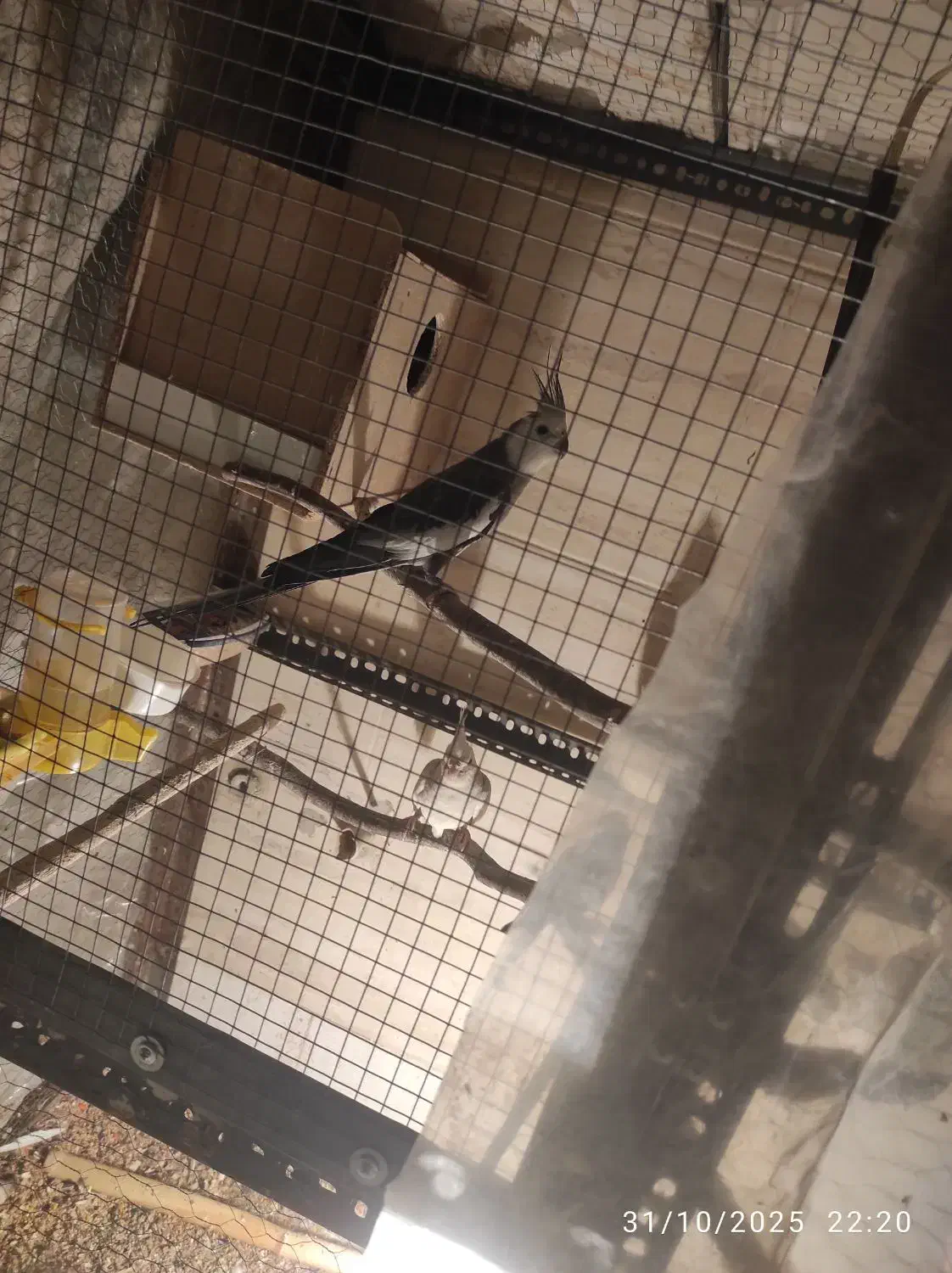 یک جفت عروس کشیده مفت نر وایت فیس ماده آلبینو|پرنده|علیآباد کتول, |دیوار