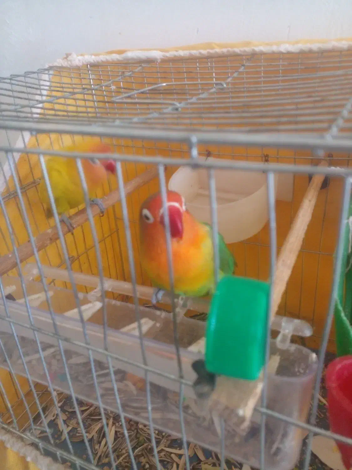 طوطی برزیلی مولد|پرنده|دهگلان, |دیوار