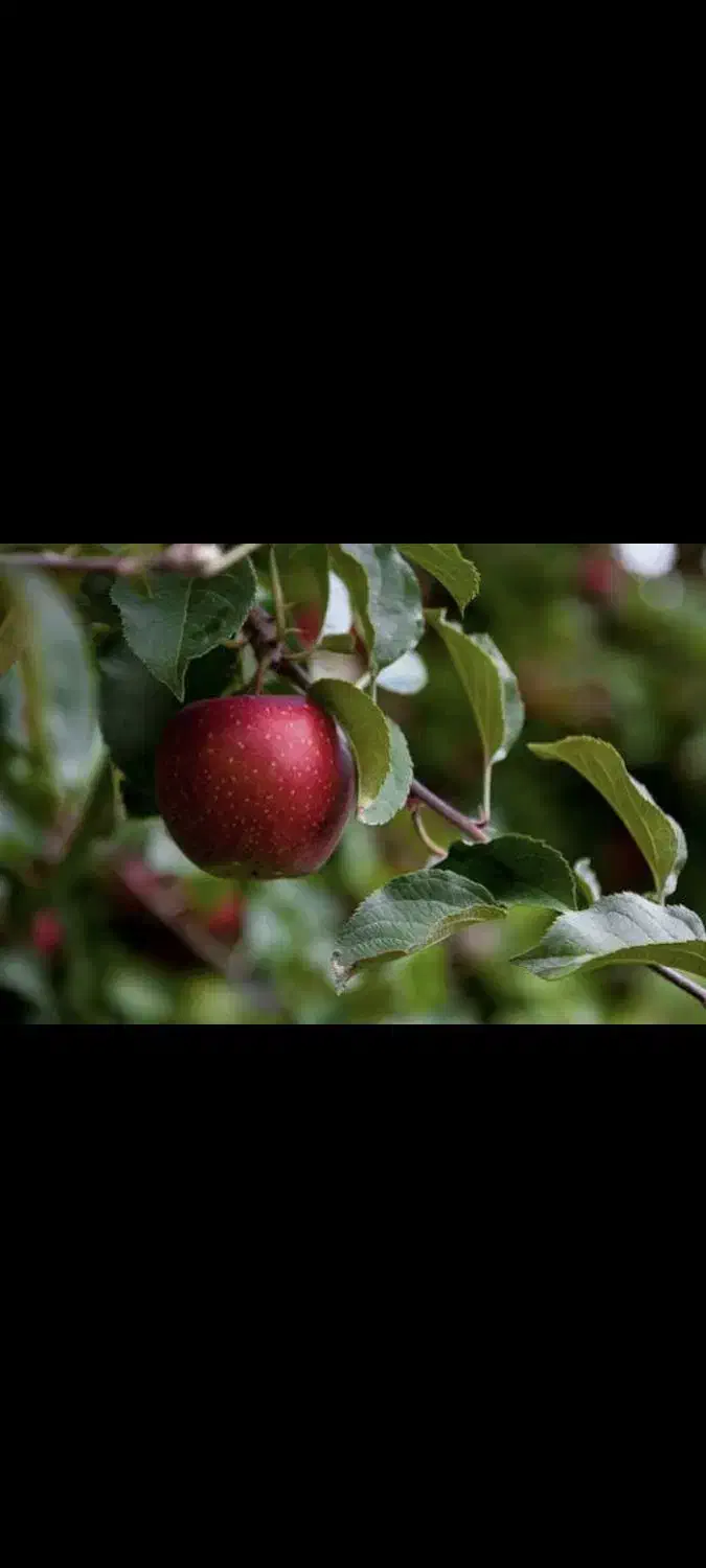 کارگر برای کار در سردخانه|استخدام صنعتی، فنی، مهندسی|نقده, |دیوار