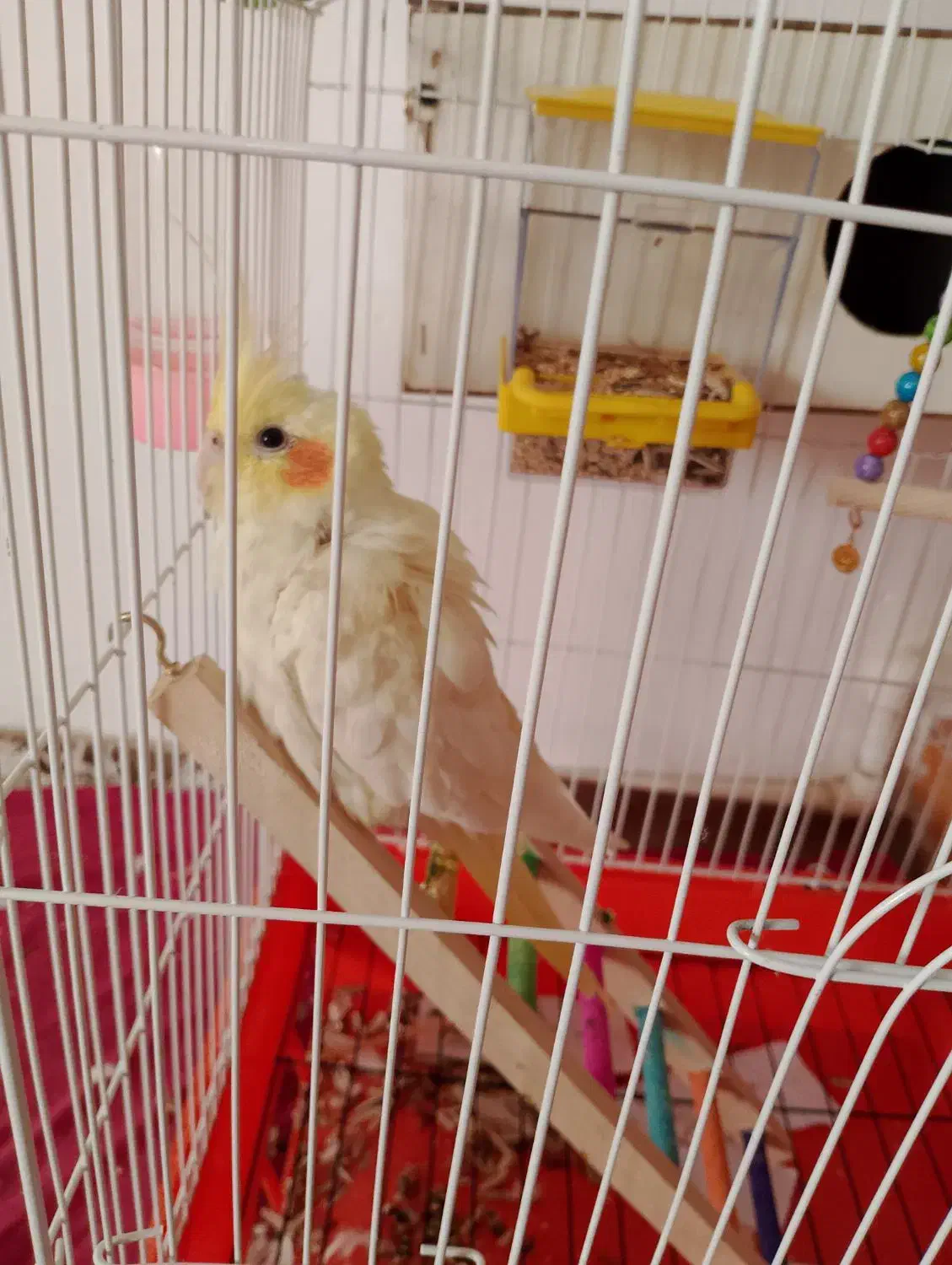 بخاطر وقت نداشتن رسیدگی بهش|پرنده|چناران, |دیوار