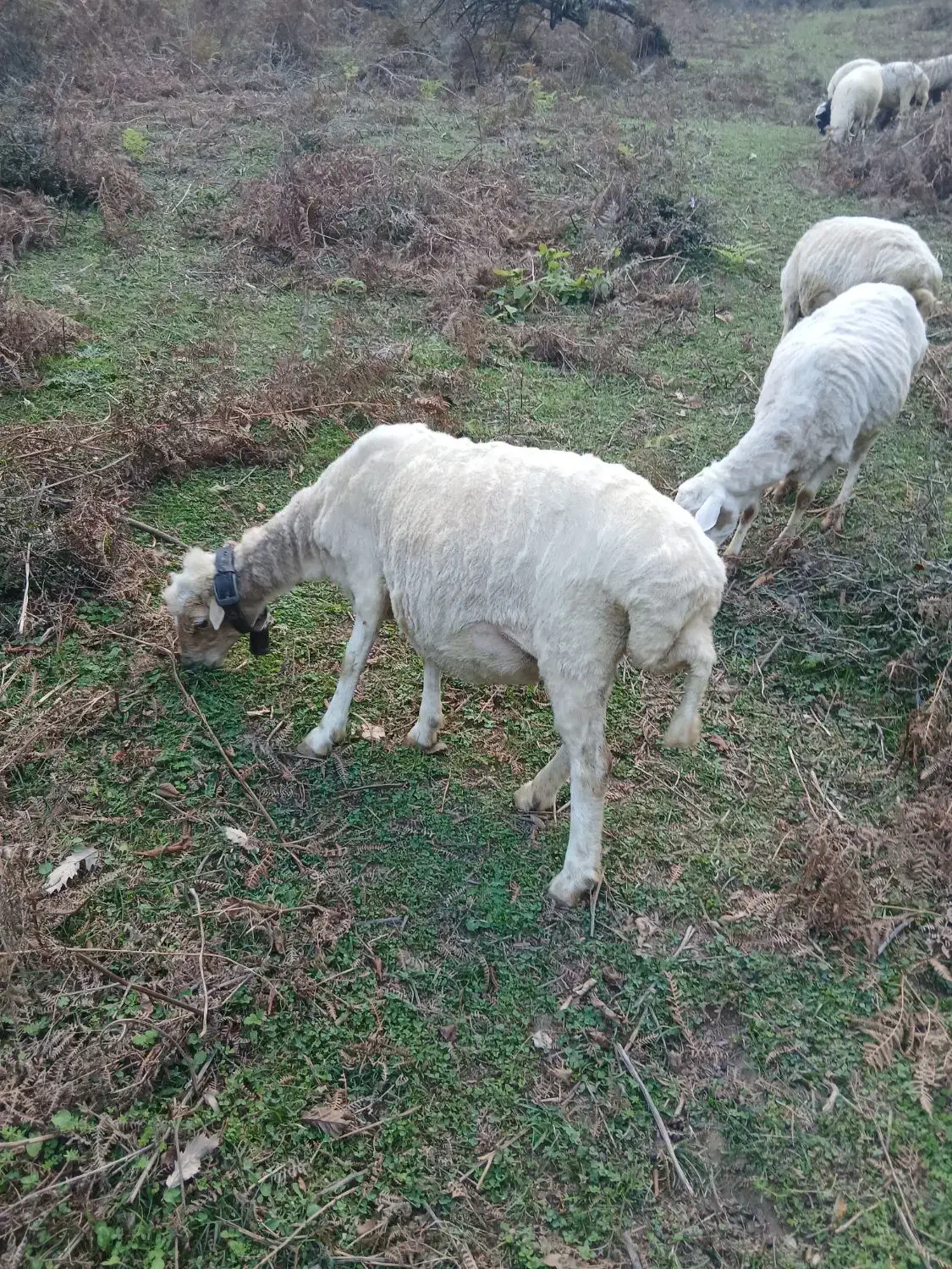 گوسفند با بره|حیوانات مزرعه|پرهسر, |دیوار