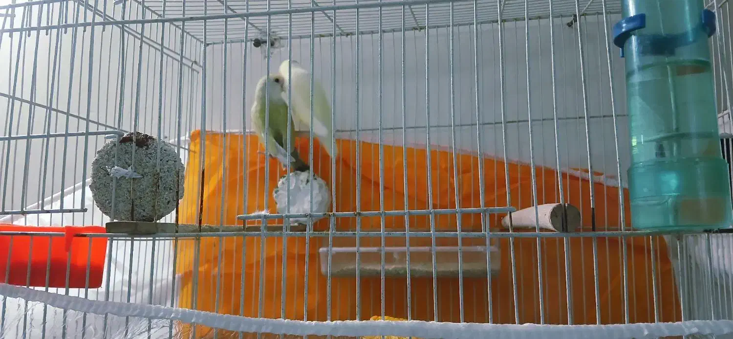 کوتوله|پرنده|مشهد, امیر المومنین|دیوار