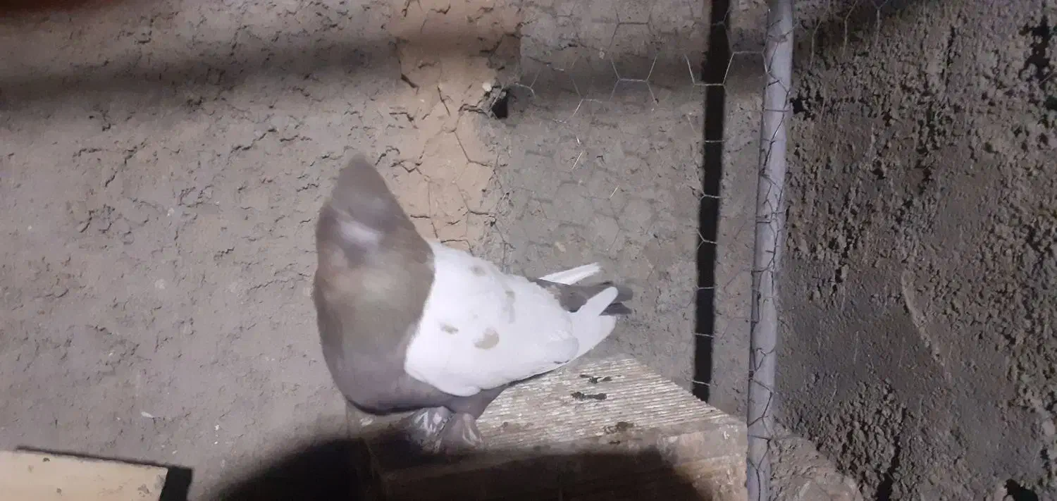 کبوتربالسفید|پرنده|بسطام, |دیوار