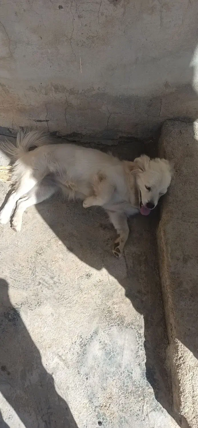 سگ خانگی اشپیتز|سگ|یاسوج, |دیوار