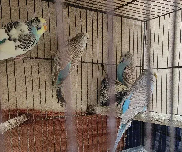 مرغ عشق با جوجه هاشون|پرنده|ری, شهرک نظامی|دیوار