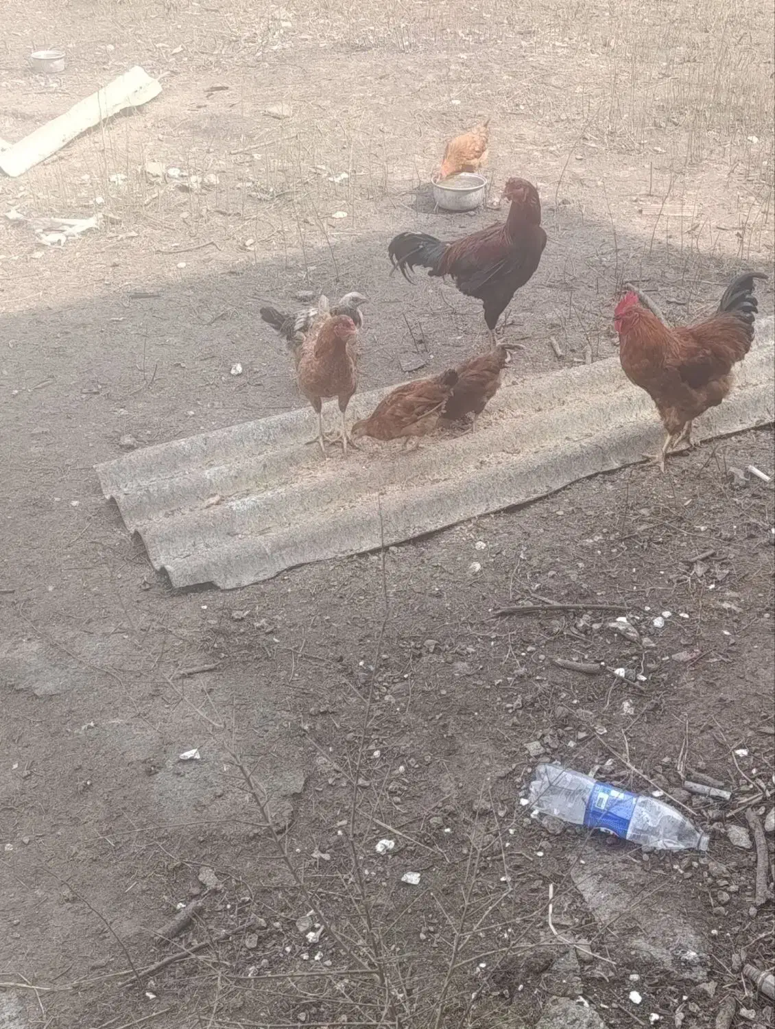 فروش اردک نر اسرائیلی خروس محل دورگ پر شد بوقلمو|حیوانات مزرعه|چمستان, |دیوار