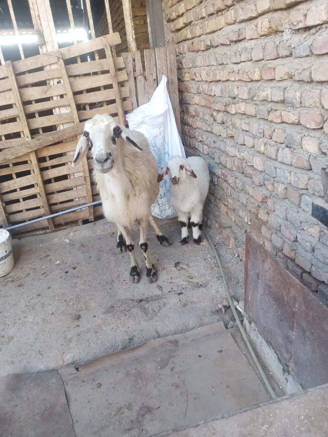 گوسفند بره دار|حیوانات مزرعه|گنبد کاووس, |دیوار