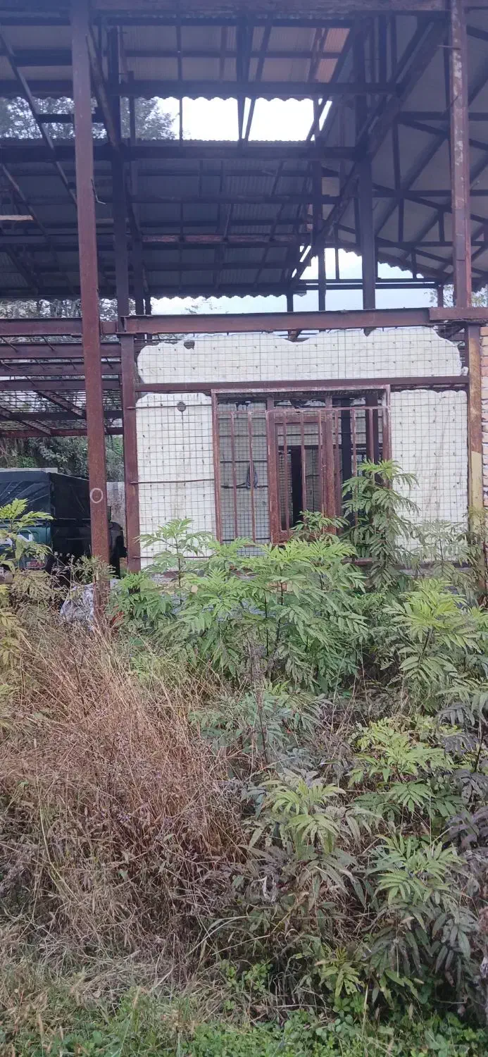 ۱۲۰۰متر زمین جنگلی با اسکلت|فروش زمین و ملک کلنگی|احمدسرگوراب, |دیوار