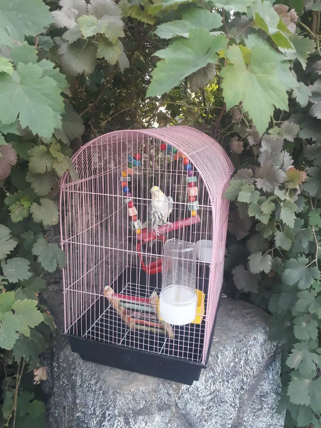 عروس سخن گو همراه با قفس|پرنده|رودان, |دیوار