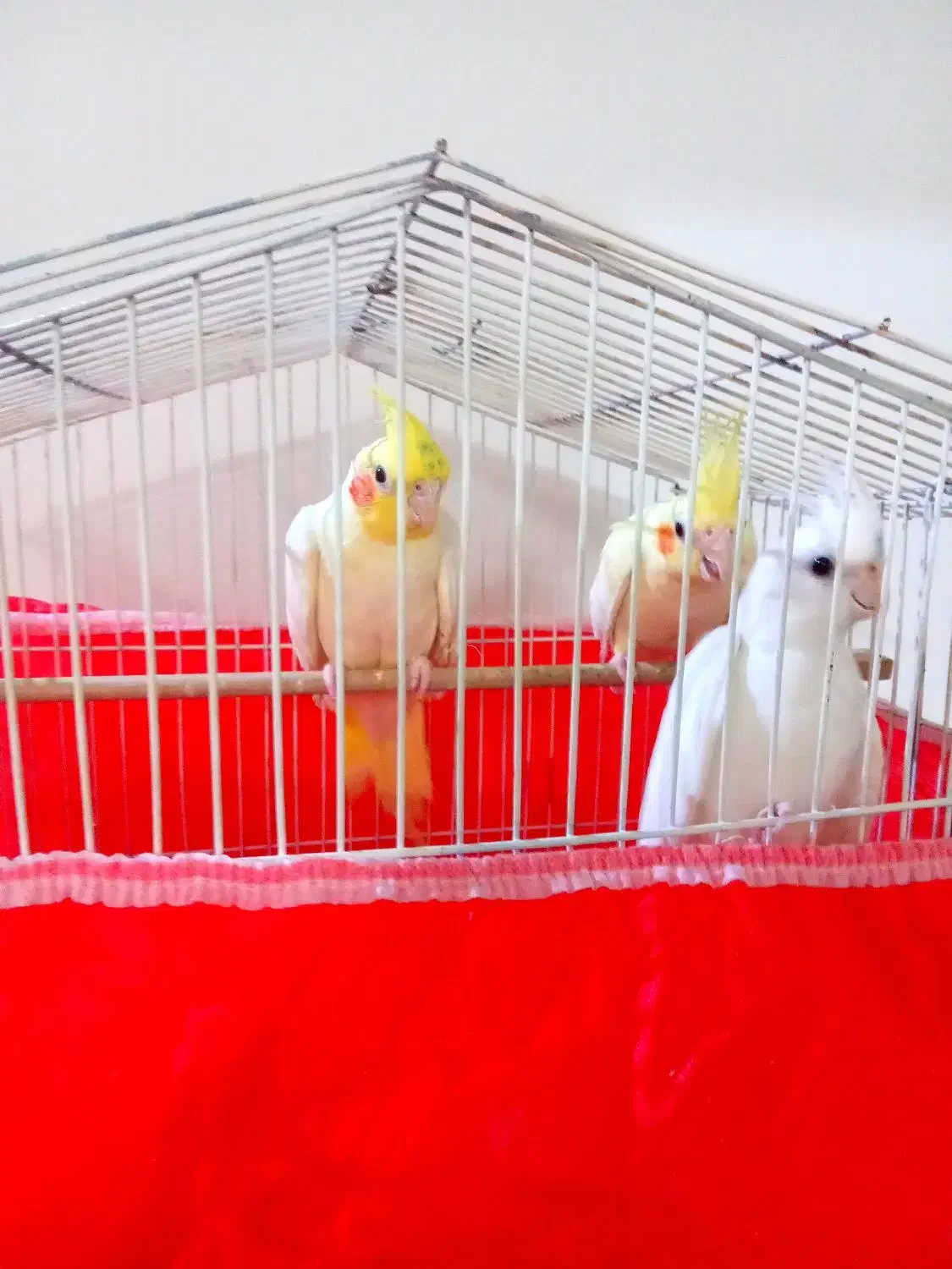 ۳تا طوطی بالغ یه پسر ۲تا دختر|پرنده|آمل, |دیوار