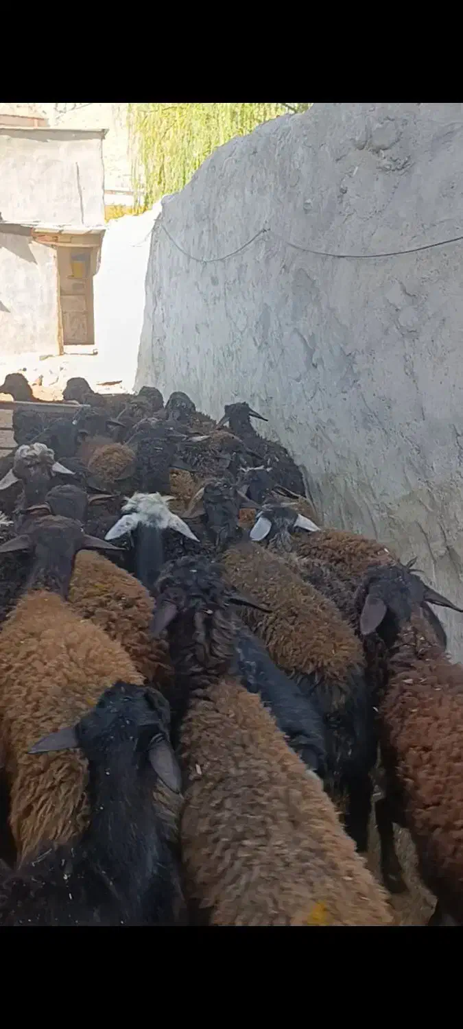 بره نر قره قزل|حیوانات مزرعه|تیکمه داش, |دیوار