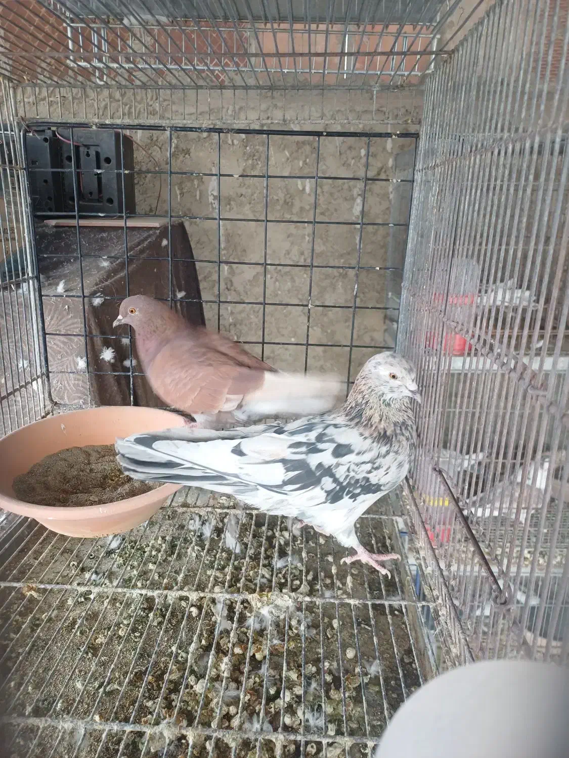 کبوتر، سرور ،دوکت و شازده|پرنده|اصفهان, ارداجی|دیوار