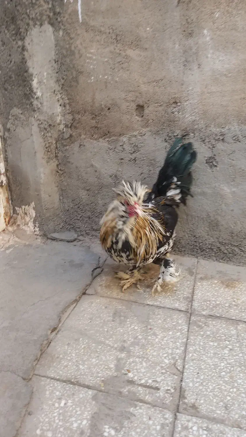 خروس و بوقلمون|حیوانات مزرعه|قم, قلعه کامکار|دیوار