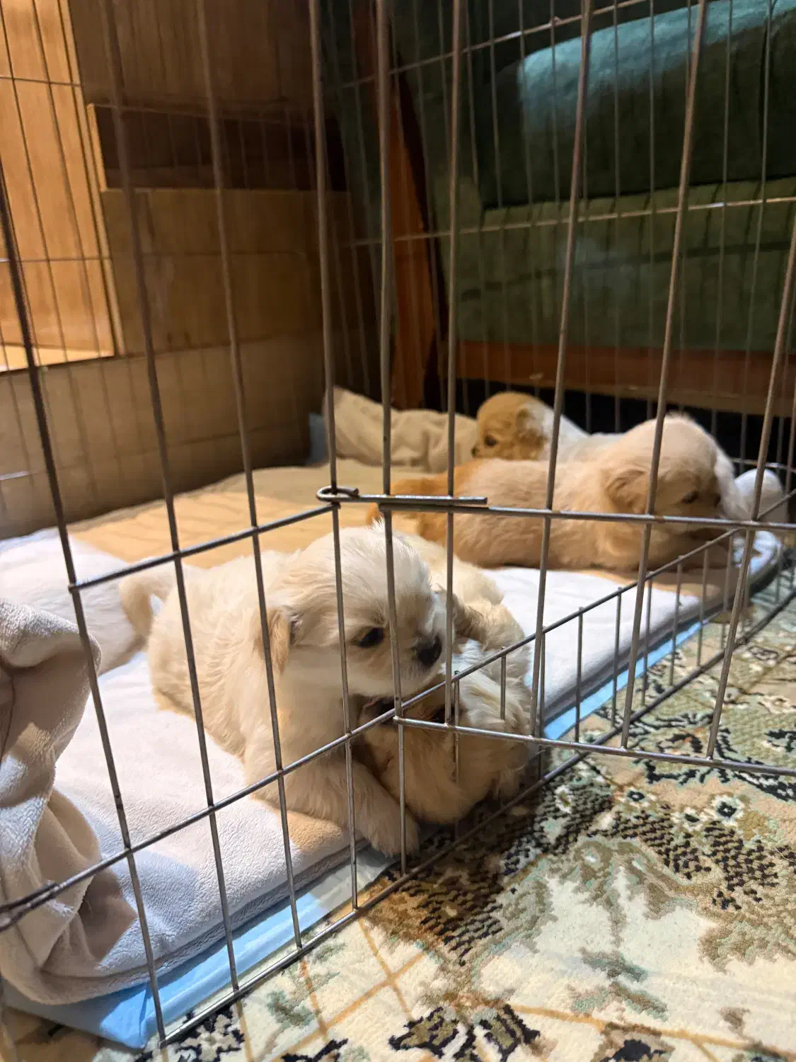 واگذاری طوله پیکینز|سگ|کرمان, |دیوار