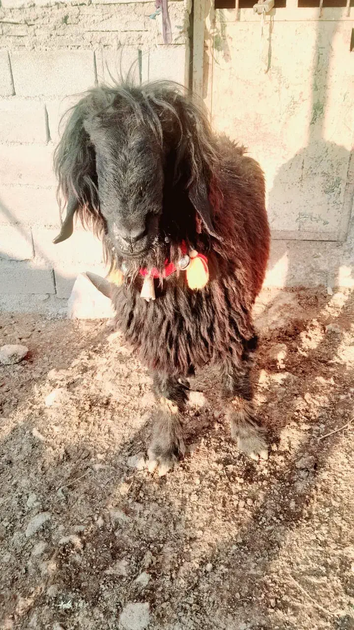 دوتا میش ویک عدد قوچ|حیوانات مزرعه|دهدشت, |دیوار