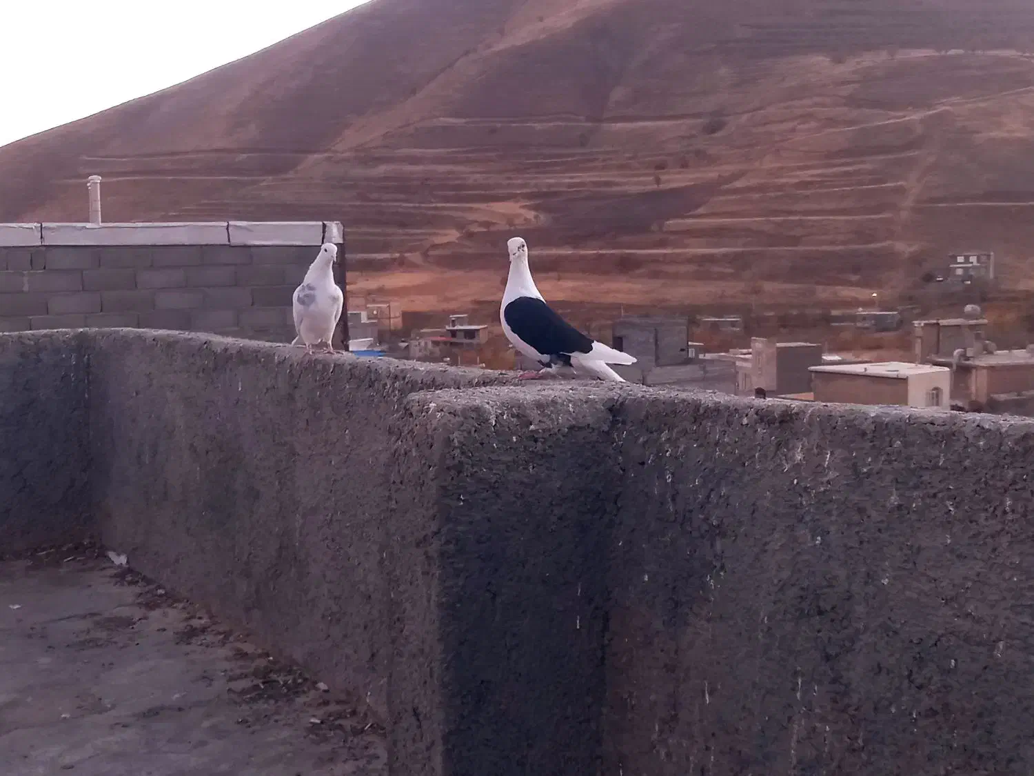 کبوتر|پرنده|سنندج, |دیوار