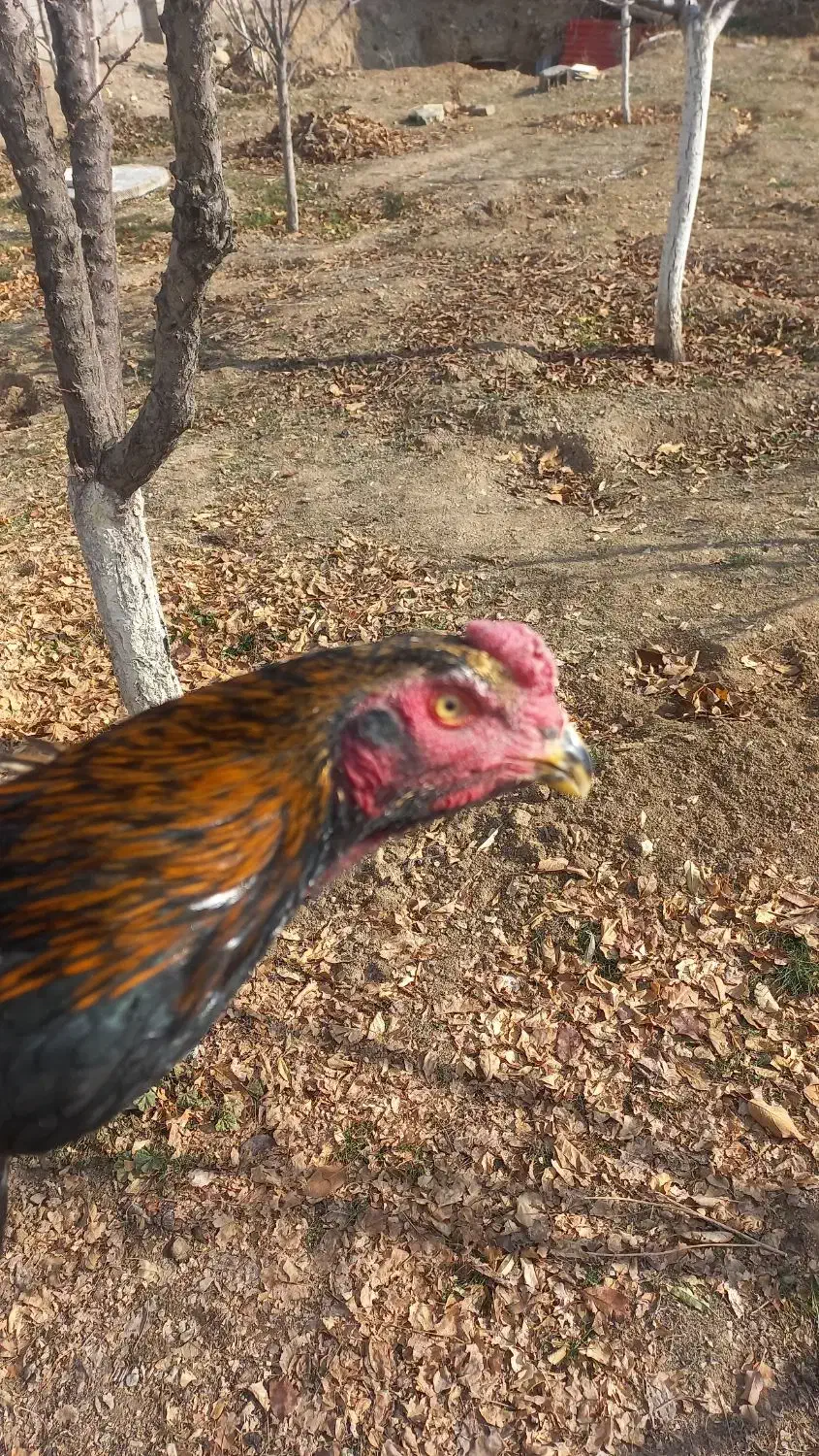 خروس لاری|حیوانات مزرعه|آبسرد, |دیوار