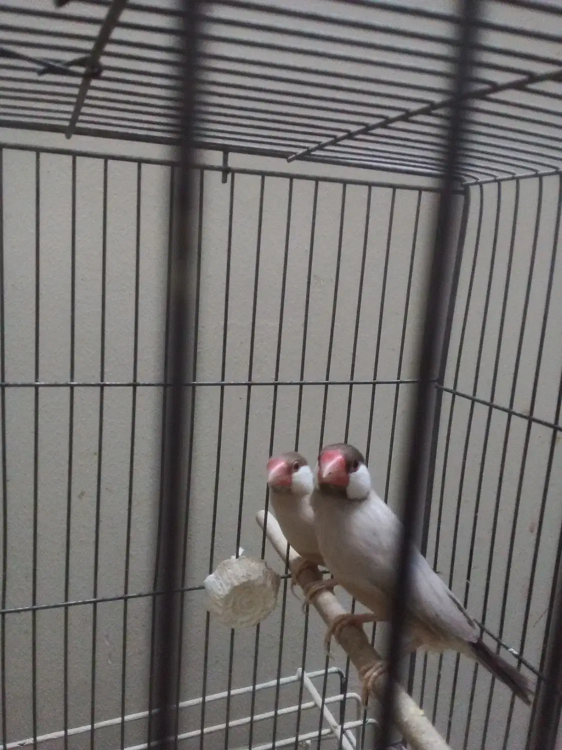 فنچ مولد شکلاتی|پرنده|تهران, شیخ هادی|دیوار