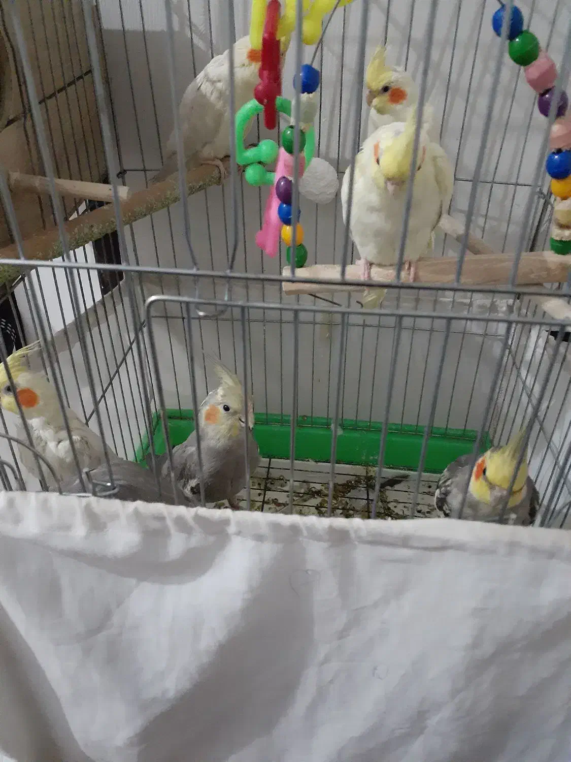 پرنده|پرنده|فردوسیه, |دیوار