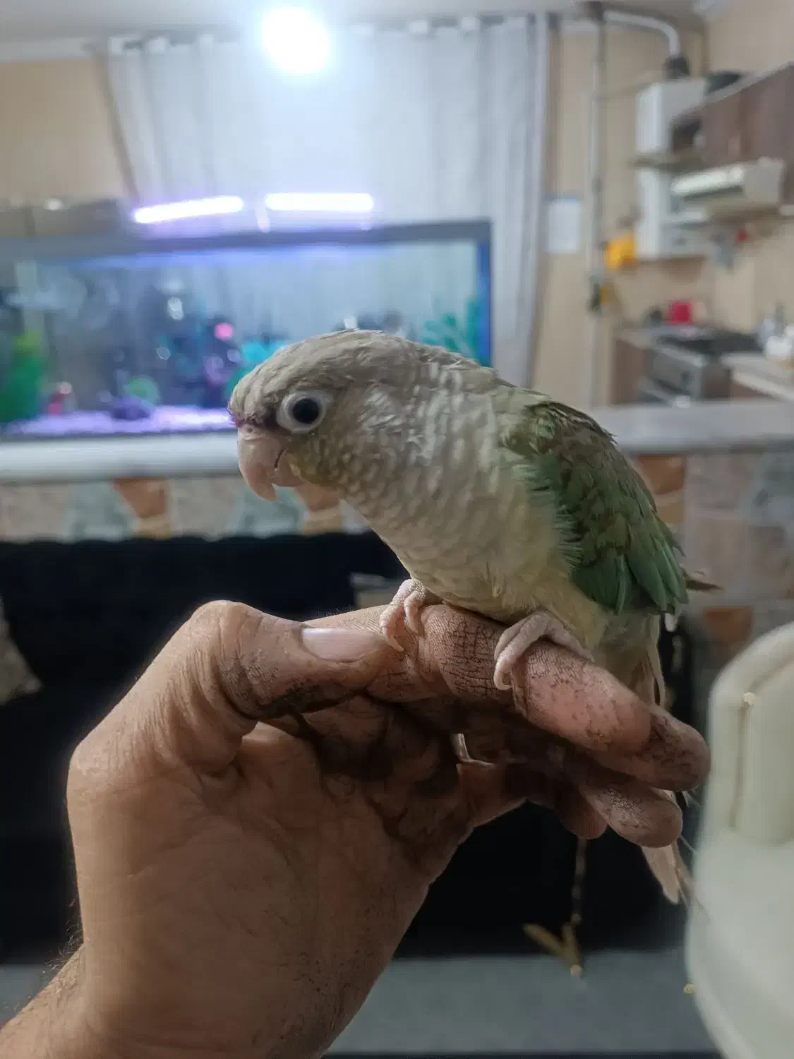 گرینچیک|پرنده|تربت جام, شهرک آزادگان|دیوار