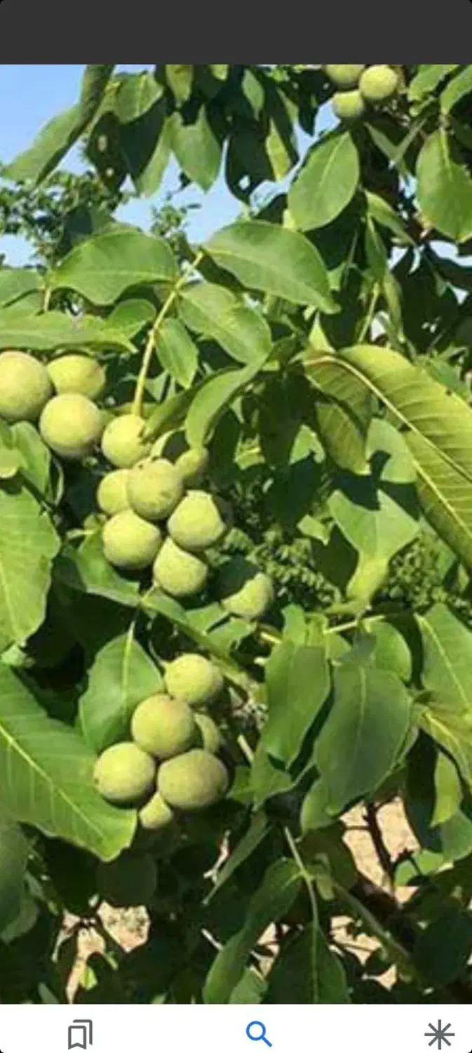 زمین تجاری مسکونی ساردو|فروش زمین و ملک کلنگی|جیرفت, |دیوار