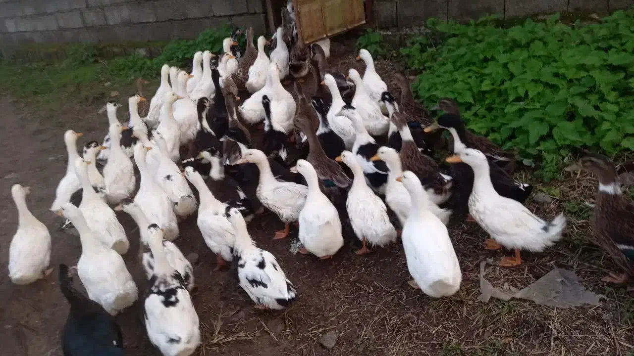 اردک فروشی|حیوانات مزرعه|رودسر, |دیوار