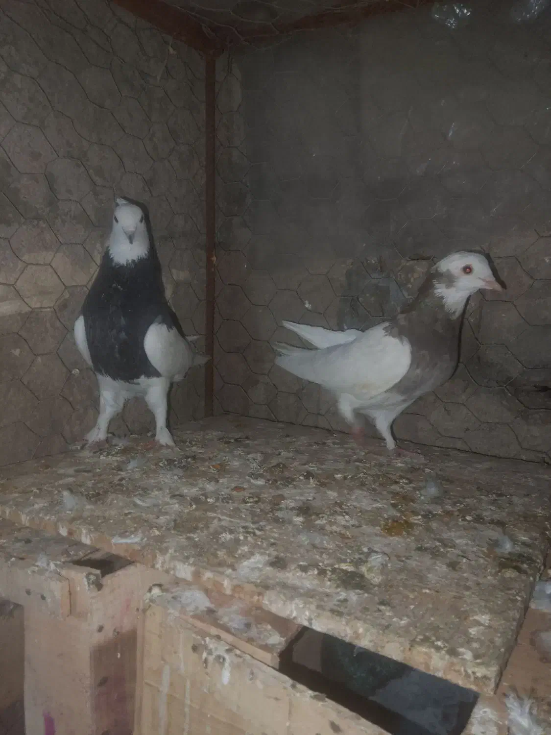 کبوتر|پرنده|بم, |دیوار