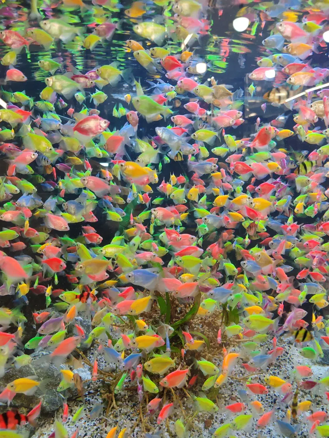 کالر 30 تا بخر 60 تا ببر|ماهی|مشهد, دوست آباد|دیوار