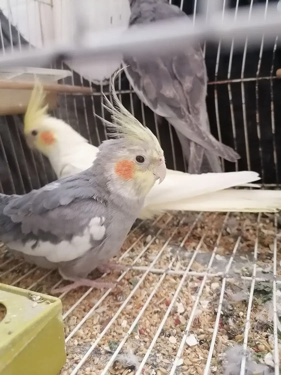 عروس هلندی|پرنده|گرگان, |دیوار