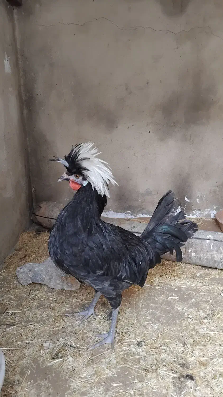 مرغ خروس|حیوانات مزرعه|کرمانشاه, |دیوار