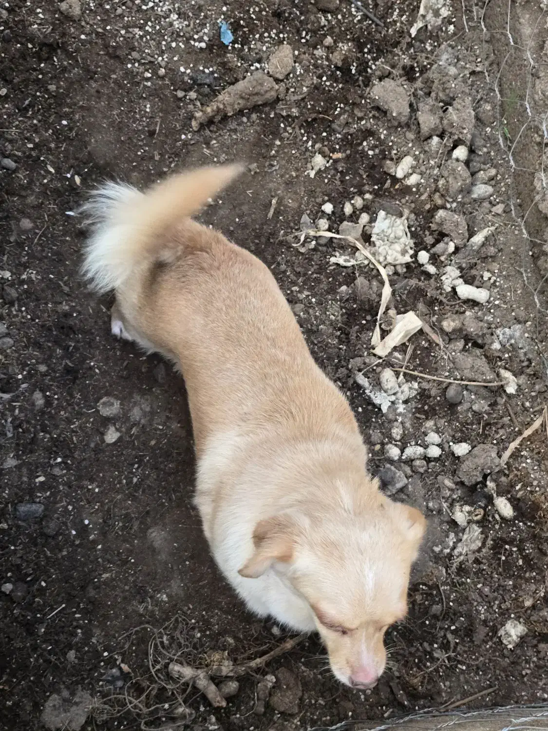 اشپیتز پامر  ماده|سگ|رشت, جانبازان|دیوار