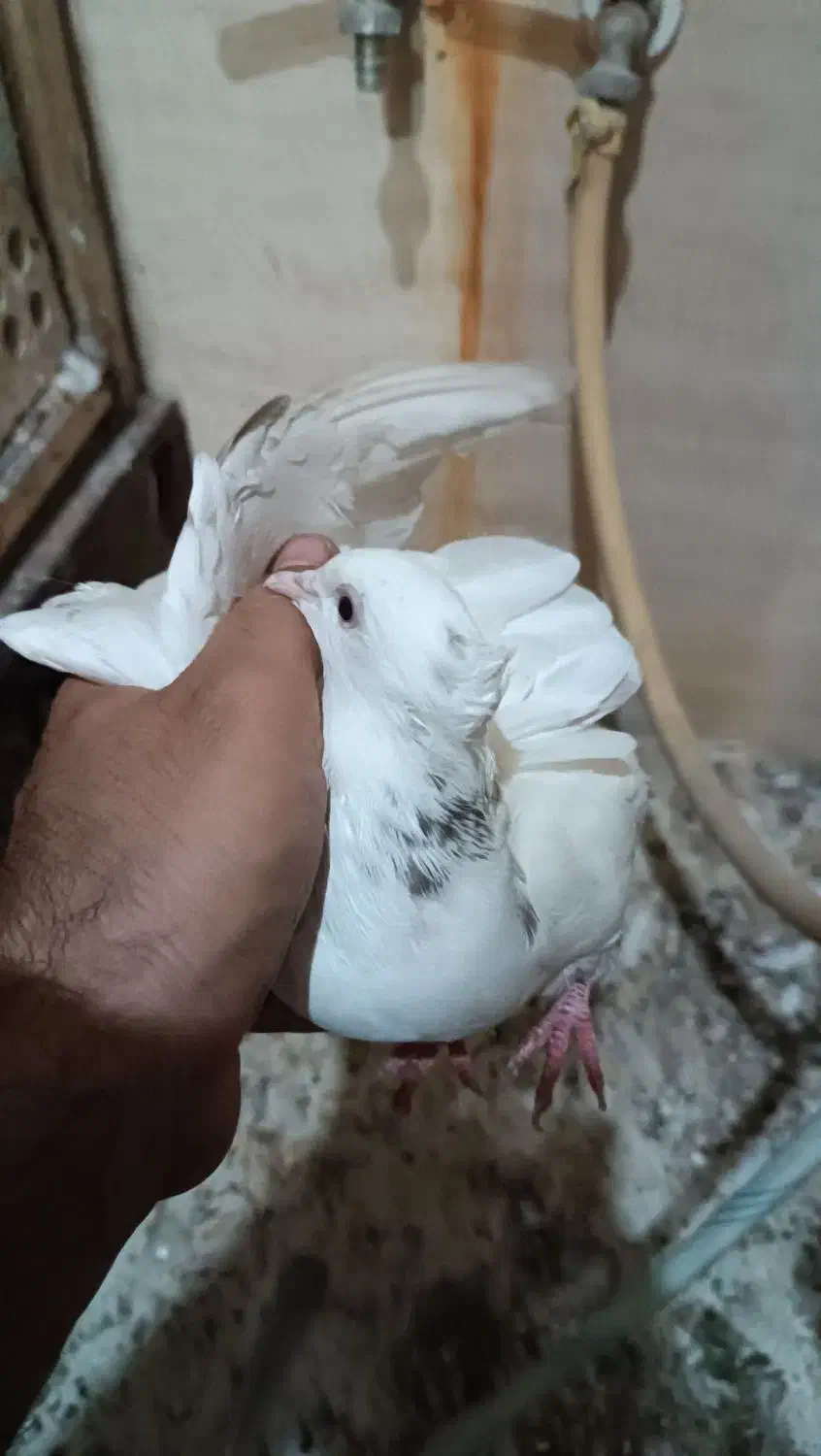 کبوتر|پرنده|اهواز, کوی منابع طبیعی|دیوار