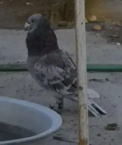 غوره ای پولکی نر|پرنده|زرین دشت (فارس), |دیوار