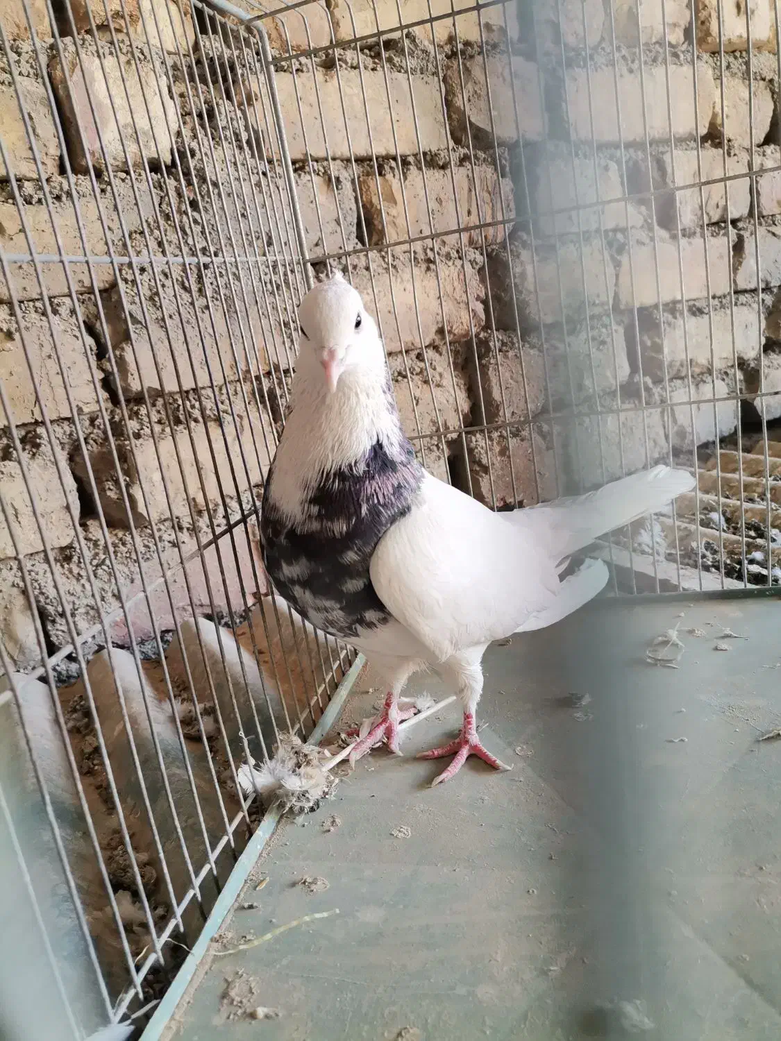 خوش رنگ زاغ دوکت طوقی|پرنده|مبارکه, |دیوار