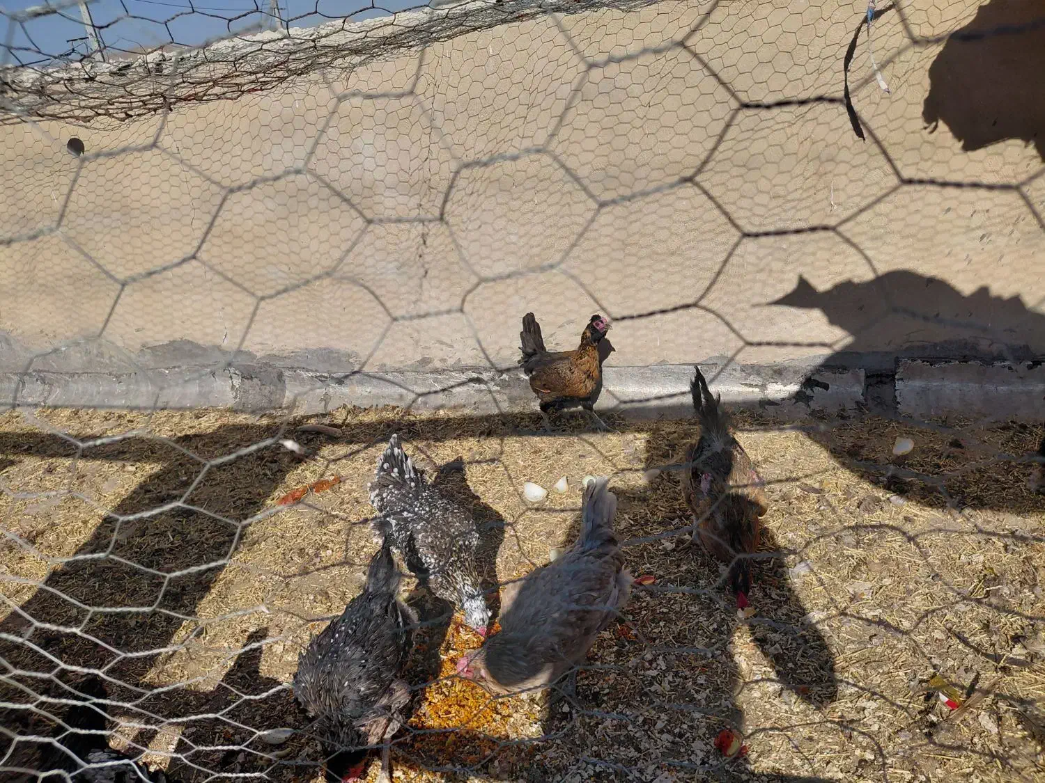 مرغ محلی و گلین تخم گذاری و کرک شو|حیوانات مزرعه|زرقان, |دیوار