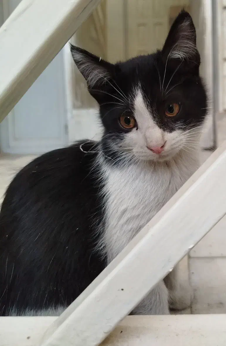 تاکسیدو|حیوانات|کرج, اسدآباد|دیوار