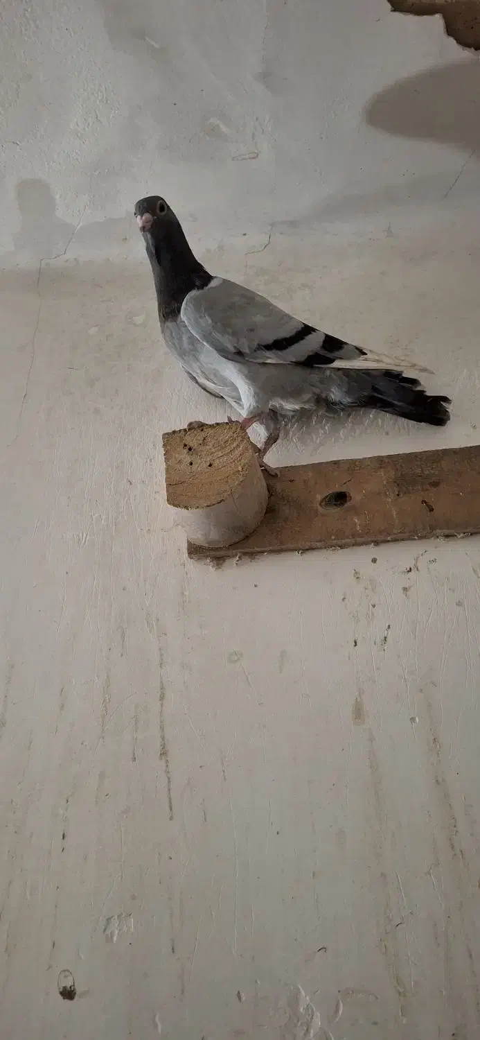 کبوتر سوری|پرنده|شوشتر, |دیوار