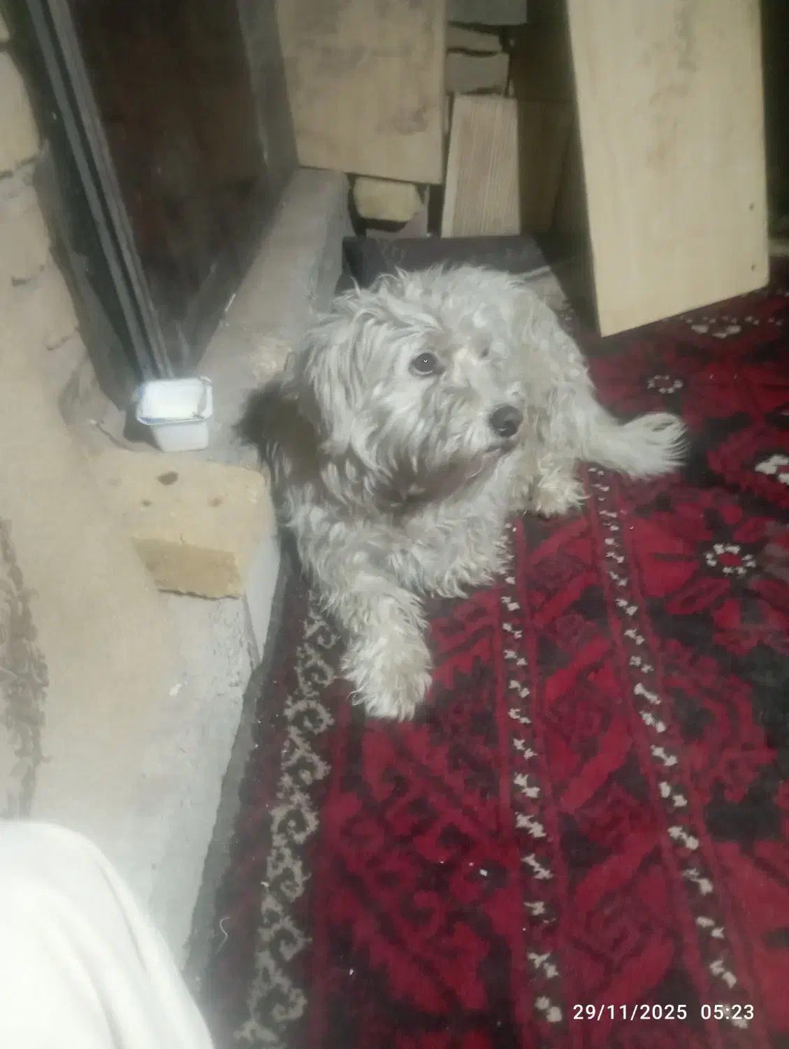 سگ. خانگی دست آموز خیلی باهوش|سگ|سبزوار, هویزه|دیوار