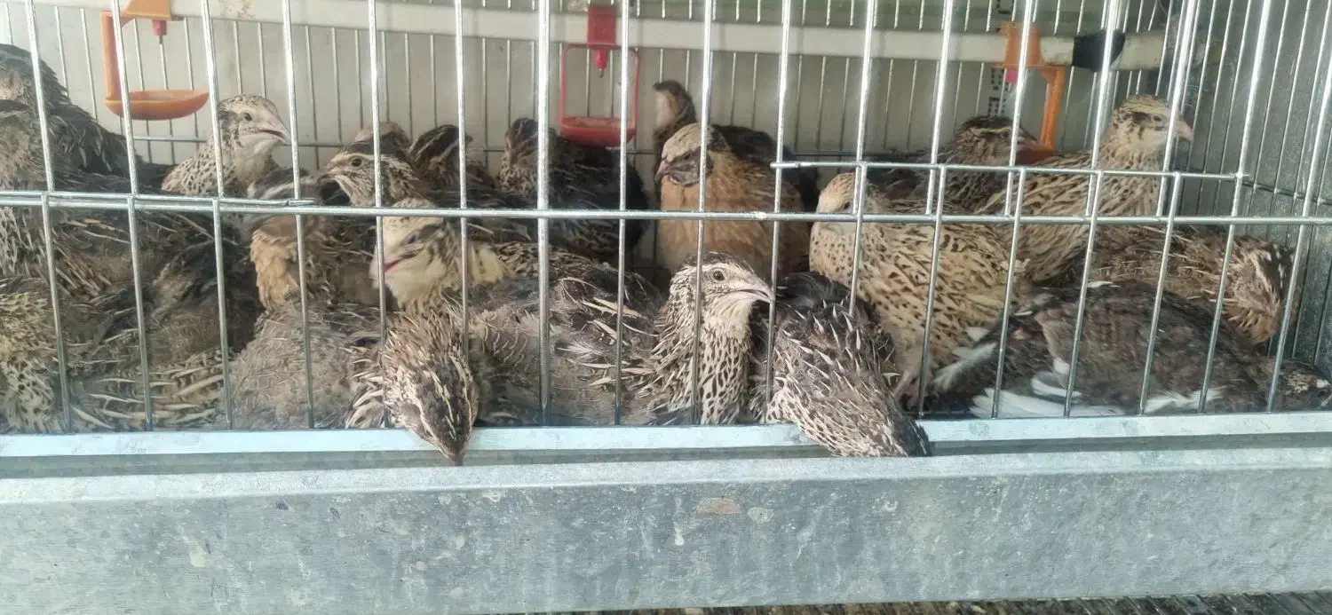 بلدرچین خانگی تخم گذار|پرنده|دهاقان, |دیوار