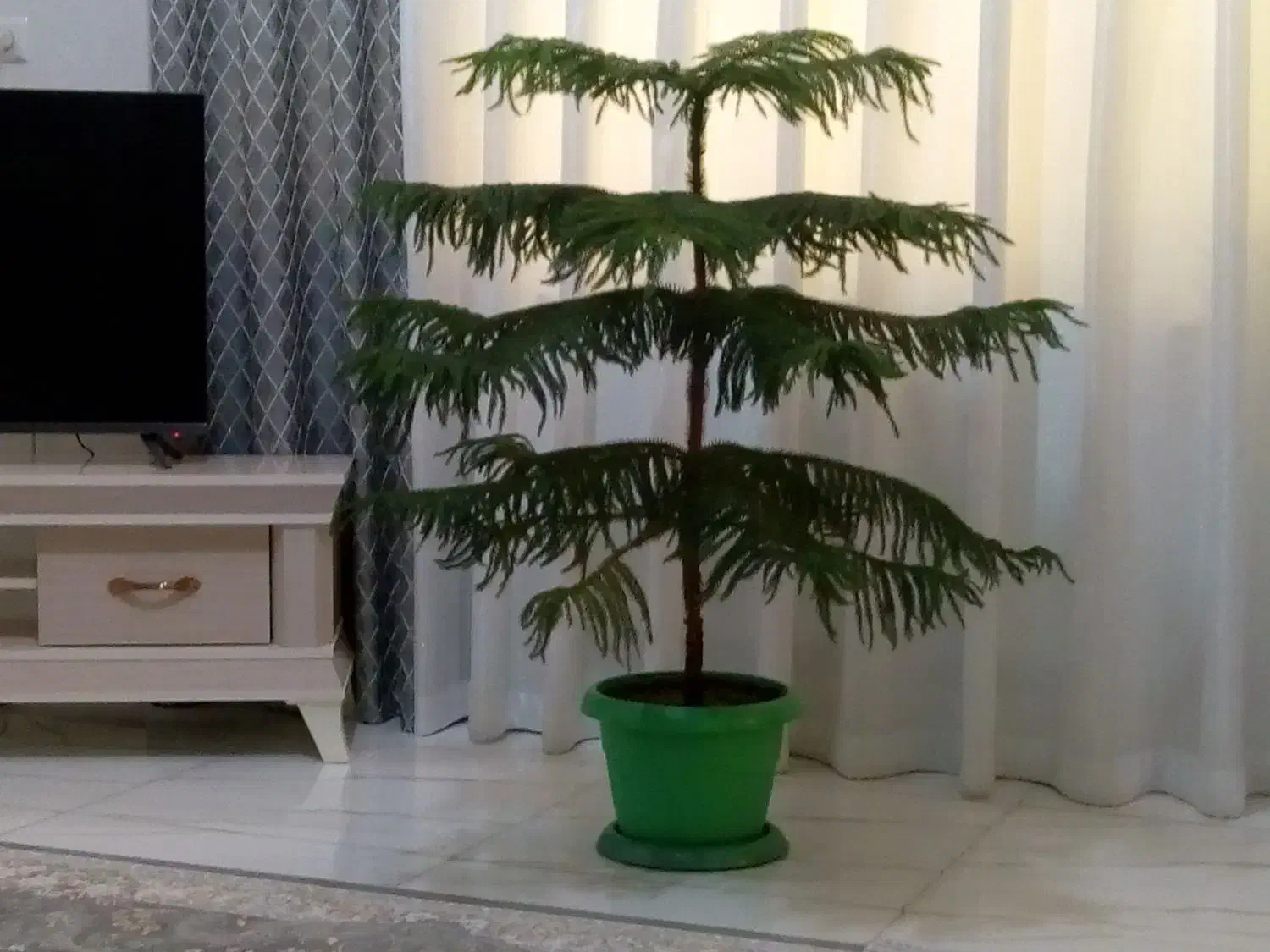 گل  طبیعی|گل و گیاه طبیعی|شازند, |دیوار