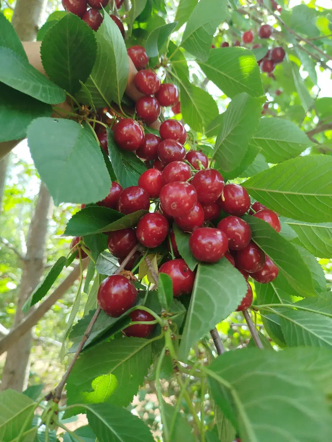 فروش ویژه نهال آلبالو اسرائیلی|خدمات باغبانی و درختکاری|صومای برادوست, |دیوار