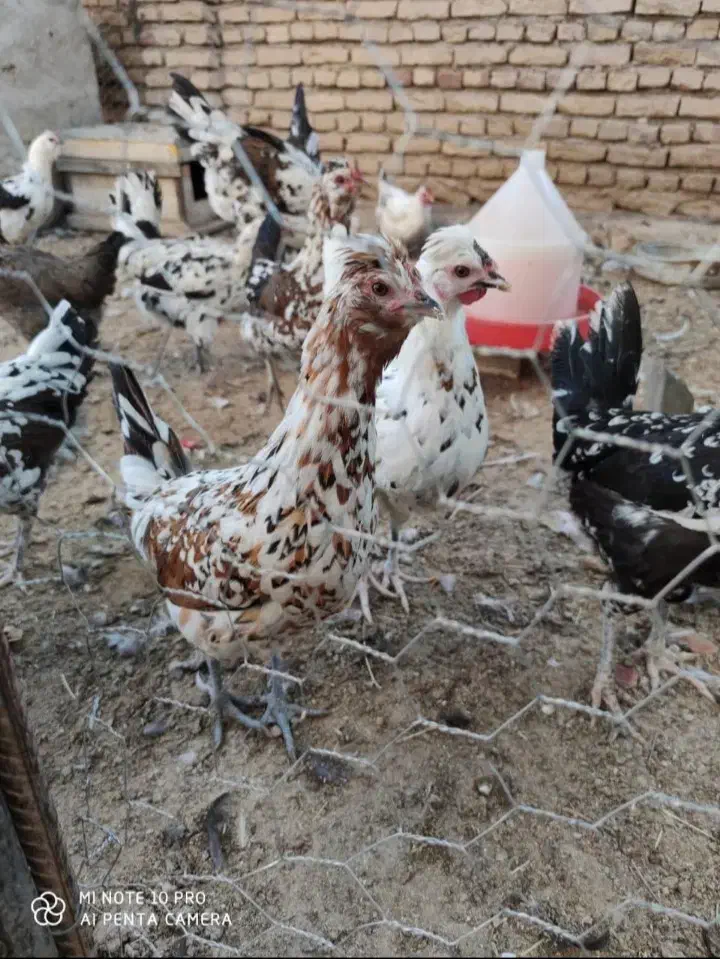 تخم نطفه دار گلین چهل تاج ریشو|حیوانات مزرعه|خمینی‌شهر, |دیوار