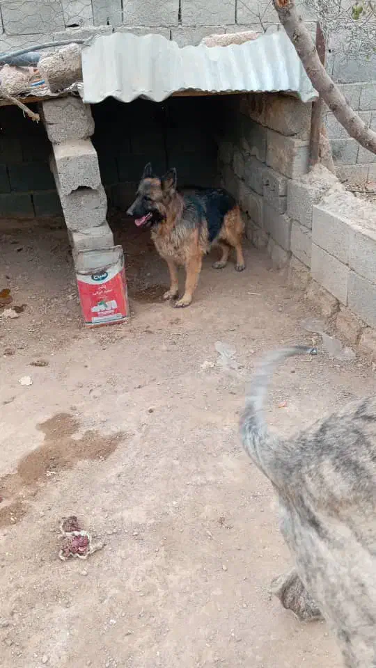 سگ ژرمن|سگ|فولادشهر, مسکن مهر فولادشهر|دیوار