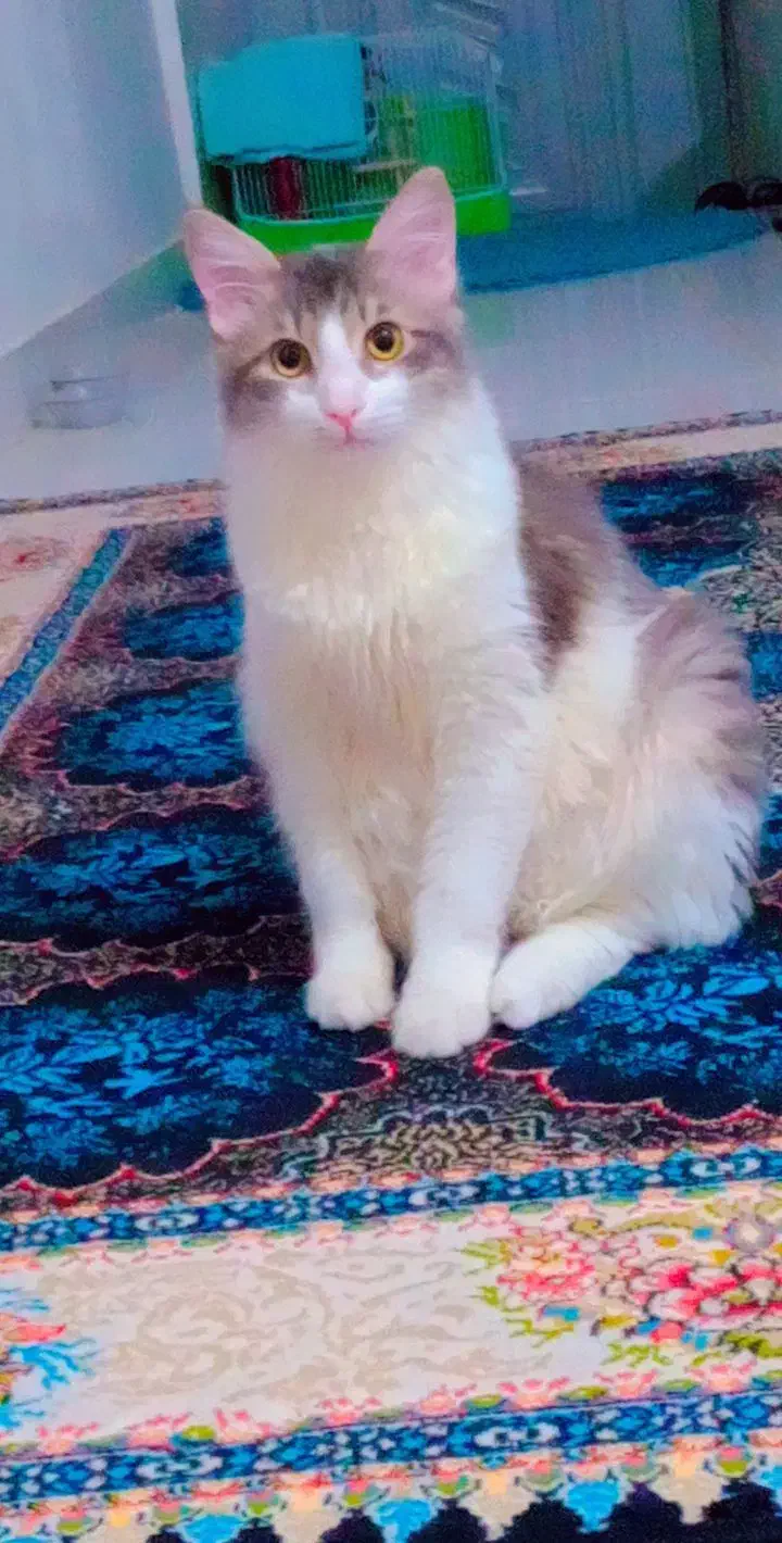 اسمش اقای لئو هست قشنگ اسمشو میدونه|گربه|رشت, شهرک شهید مفتح|دیوار