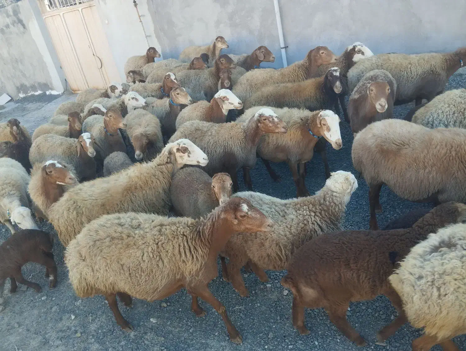 گوسفند ، میش و بره|حیوانات مزرعه|کرمانشاه, |دیوار