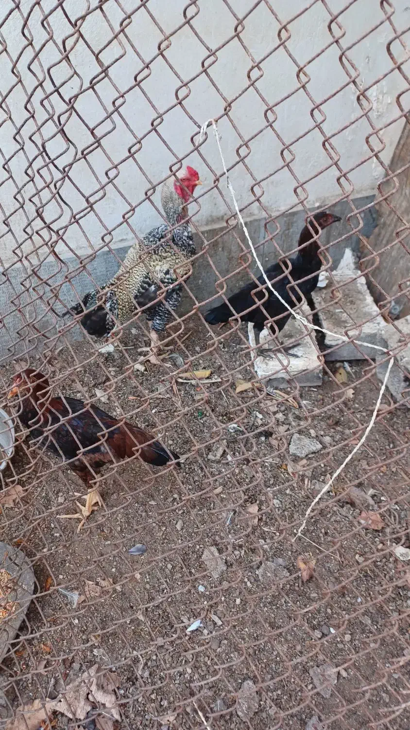 مرغ و خروس|حیوانات مزرعه|کنارک, |دیوار