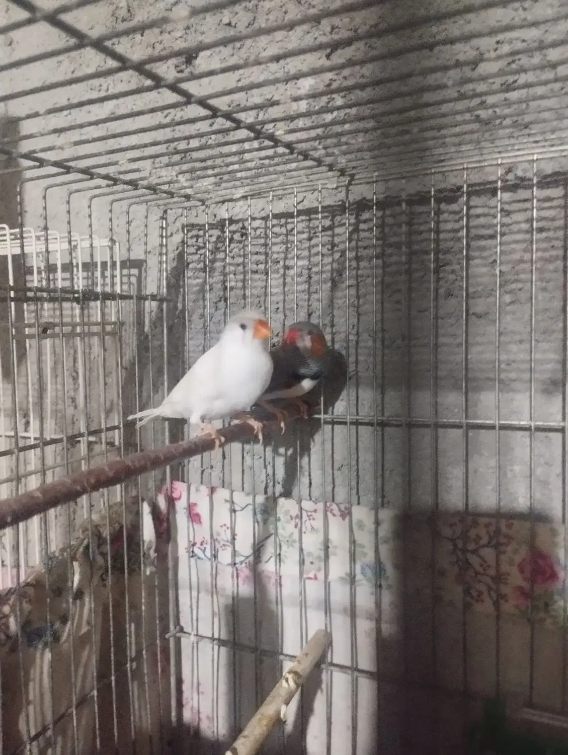 فنچ مولدومرغ عشق مولد|پرنده|زابل, |دیوار