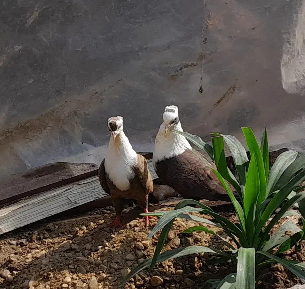 فروش کبوتر کربلایی کله سفید|پرنده|انبارآلوم, |دیوار