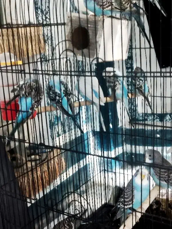 14عددمرغ عشق زیبا|پرنده|خمینی‌شهر, |دیوار