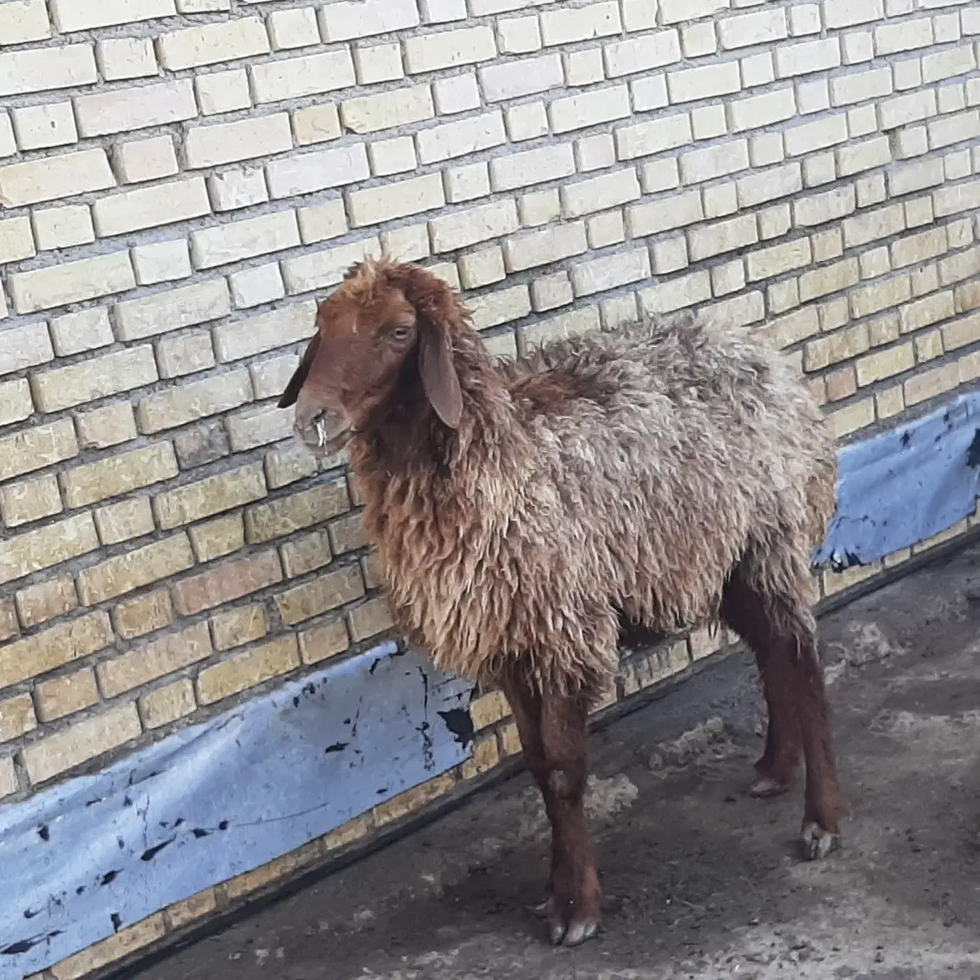 دو عدد بز ماده|حیوانات مزرعه|بندر ماهشهر, |دیوار